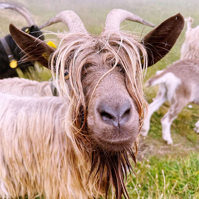 🐑🌄 Valais Sheep Farm Visit: Alpine Pastures, Woolly Friends & Swiss Cheese!