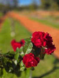 해외여행 부에노스아이레스의 장미공원 El Rosedal Garden