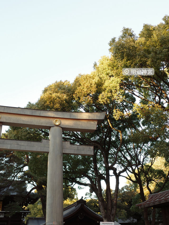【明治神宮】都会の真ん中で、心が洗われる森へ🌿⛩️