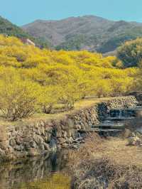 구례 산수유 마을에 노오란 산수유가 가득 피었습니다🌼