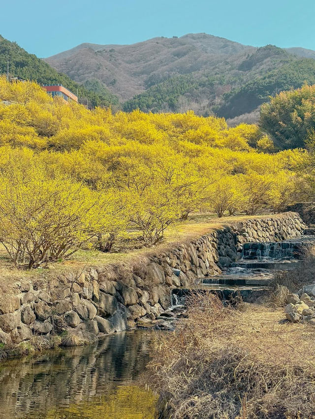 구례 산수유 마을에 노오란 산수유가 가득 피었습니다🌼