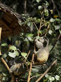 廣州長隆野生動物園