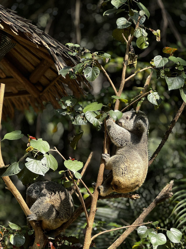 廣州長隆野生動物園