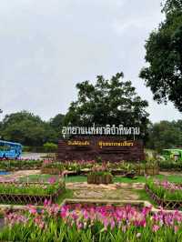 🌷: ทุ่งสวรรค์ ดอกกระเจียว อุทยานแห่งชาติป่าหินงาม