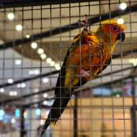 พามาชมงาน Westville Bird Paradise 