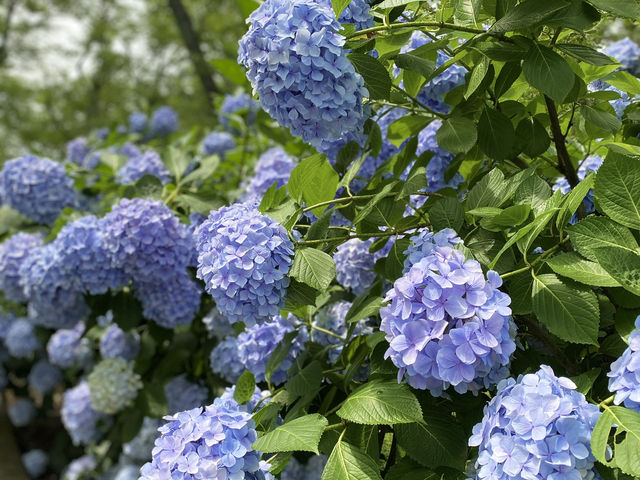 紫陽花@紫雲出山(香川)