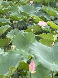 深圳洪湖公園，一年一度的荷花展，千萬不要錯過啊🪷