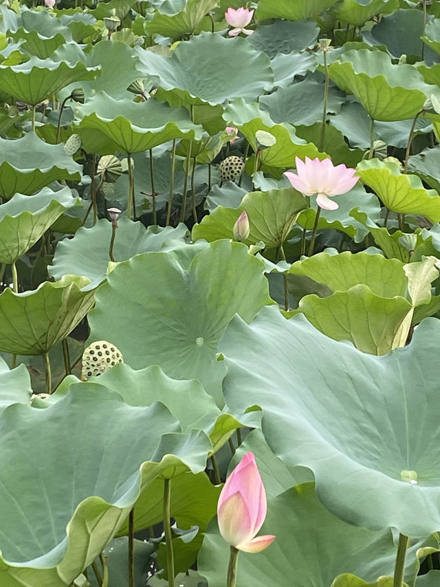 深圳洪湖公園，一年一度的荷花展，千萬不要錯過啊🪷