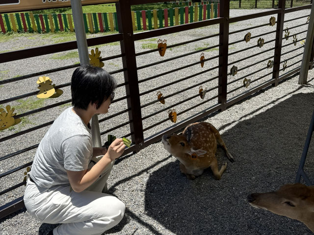 斑比山丘餵食小動物🦌