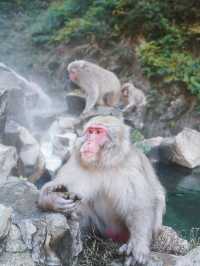 🐒長野・地獄谷野猿公苑｜温泉に浸かるサルたちの癒しスポット