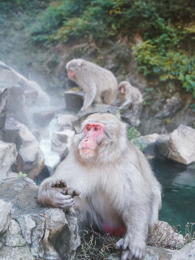🐒長野・地獄谷野猿公苑｜温泉に浸かるサルたちの癒しスポット