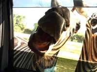 Safari Park Kanchanaburi | ซาฟารีปาร์ค กาญจนบุรี