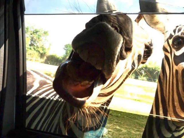 Safari Park Kanchanaburi | ซาฟารีปาร์ค กาญจนบุรี