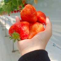 กินสตอร์เบอรี่สีขาวแบบบุฟเฟ่ต์ที่Tsujiguchi Farm
