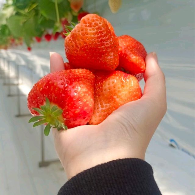 กินสตอร์เบอรี่สีขาวแบบบุฟเฟ่ต์ที่Tsujiguchi Farm