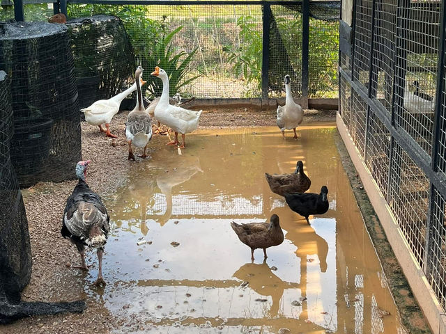 🌱 Talula Hill Farm Resort – A Refreshing Farm‑Stay Escape in Kluang