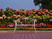 The decoration of blossoming hydrangeas at Jangsaengpo