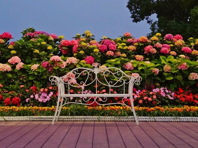 The decoration of blossoming hydrangeas at Jangsaengpo