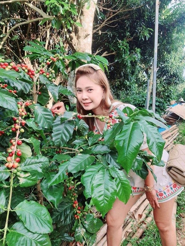 สะพานไม้ไผ่ผาฮี้ 