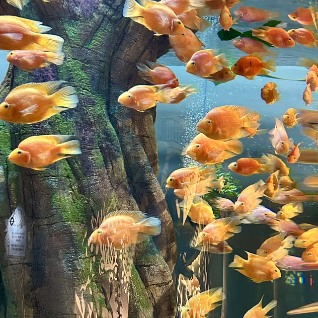 시원한 실내에서 만나는 바닷속 깊은 곳, 대전 엑스포 아쿠아리움 🌊