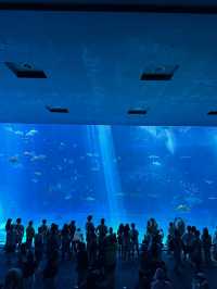 沖繩美麗海水族館🐬