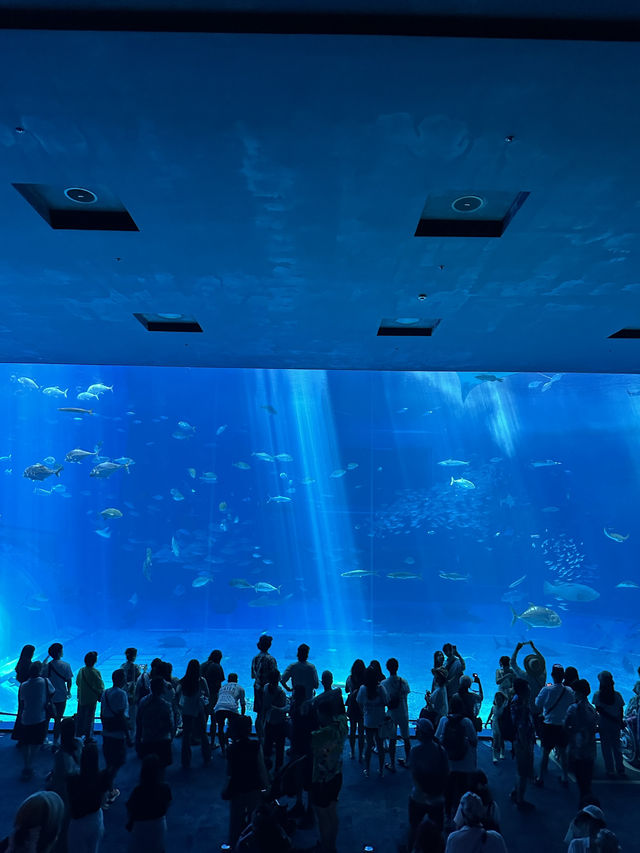 沖繩美麗海水族館🐬
