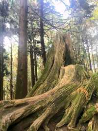 Morning Magic at Alishan Scenic Area