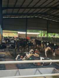 🍓 Farm Fresh @ UPM – A Fun & Fresh Escape from the City! 🐄🌾