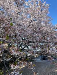 Spring in Fukuoka