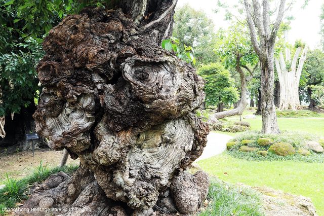 สวนช้างทองเฮอริเทจ สวนไม้โยราณเชียงใหม่