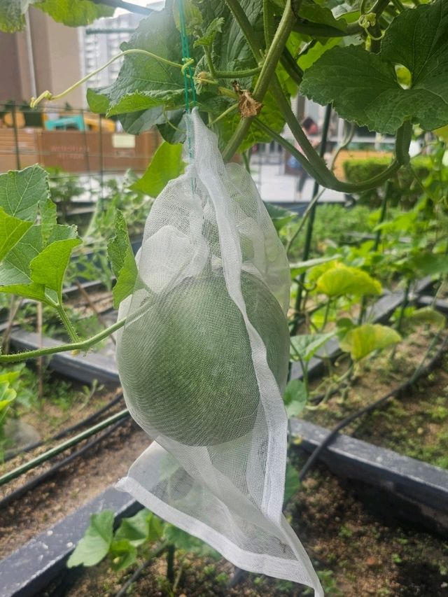 喺繁華嘅石屎森林中,有機會走入大自然,絕對可以令人身心放鬆