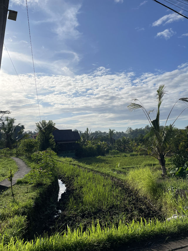 🇮🇩 Campuhan Ridge Walk