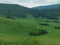 Hemu: A Serene Painting of Verdant Valleys