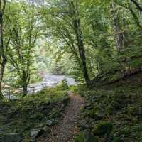 Forest Trails & Waterfall Feels