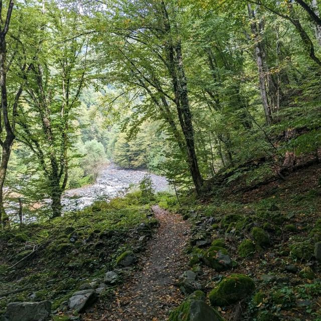 Forest Trails & Waterfall Feels