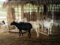 ความน่ารักของเขาใหญ่ในวันนี้ Mini Zoo 