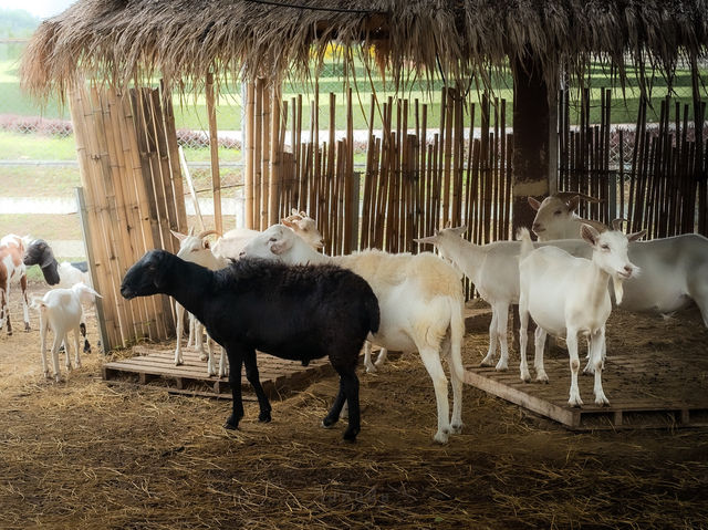 ความน่ารักของเขาใหญ่ในวันนี้ Mini Zoo 