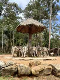 富國島珍珠野生動物園-近距離觀察猛獸，與可愛動物互動餵食