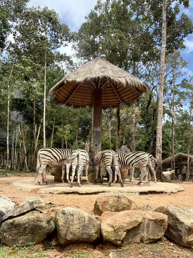 富國島珍珠野生動物園-近距離觀察猛獸，與可愛動物互動餵食