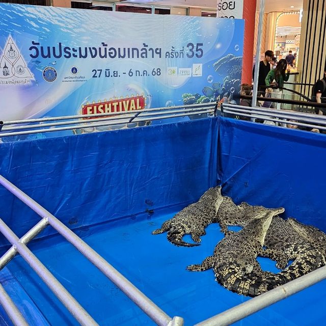 🐟 Fishtival (ประมงน้อมเกล้า) 🐟 