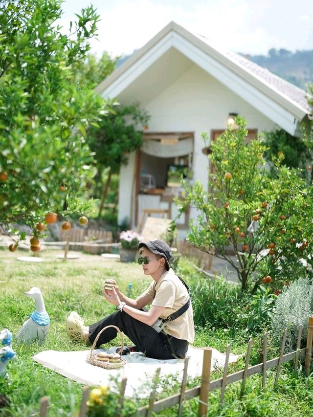 เที่ยวสวนส้มจินจู เชียงใหม่