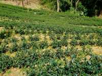 ไร่ชาเมาคง (Maokong Tea Garden)
