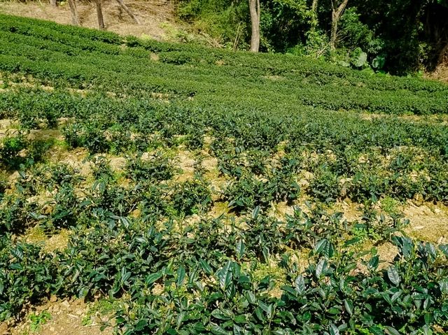 ไร่ชาเมาคง (Maokong Tea Garden)