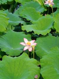 Quyuan Fenghe– Hangzhou’s Legendary Lotus Paradise