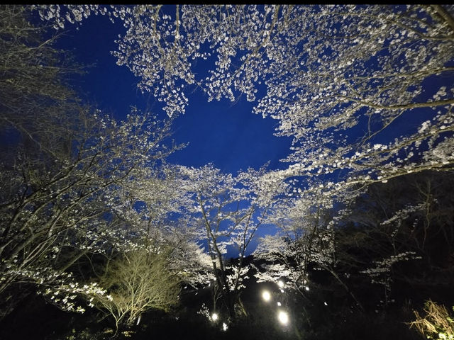 【御船山楽園】四季が彩る幻想庭園で、心ほどけるひととき🌸🍁🌌