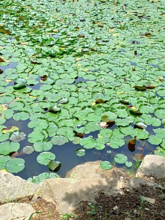 숲길 위의 산책, 진주 수목원
