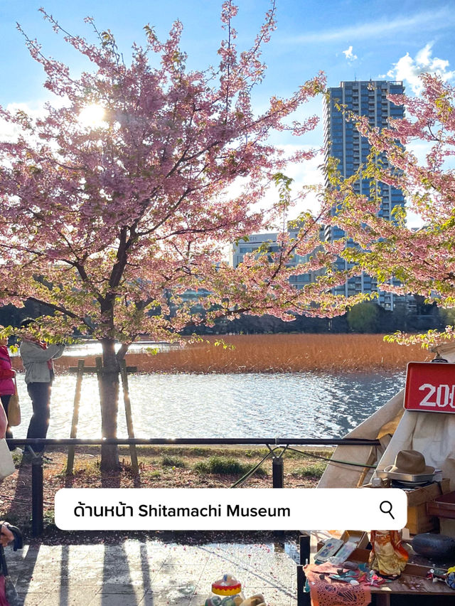 3 พิกัดดูซากุระบานที่ Ueno 🌸