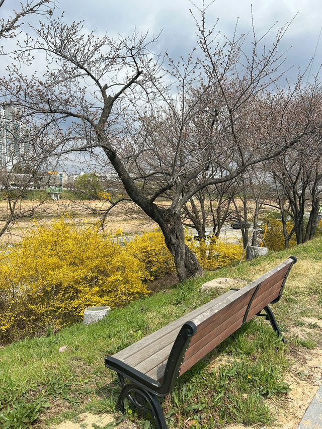 🇰🇷清州✈️無心川櫻花路무심천벚꽃길🌸