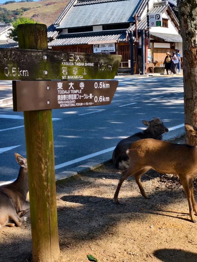 Tōdai-ji, Nara - Home of the Great Buddha and Sacred Deer