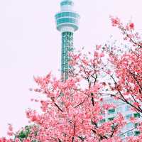 📸✨春の山下公園で横浜マリンタワーと桜、ホテルニューグランドと桜を一緒に撮影できる場所とコツ